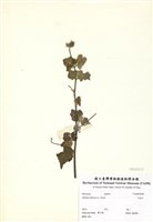 藏品(冬葵子)的圖片